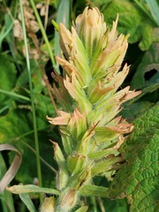 Castilleja miniata fulva