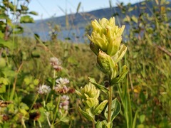 Castilleja miniata fulva