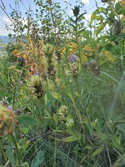 Castilleja miniata fulva