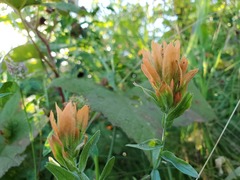 Castilleja miniata fulva
