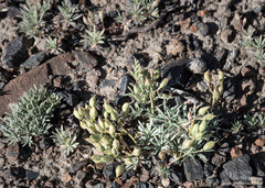 Cusickiella douglasii