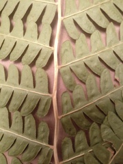 Osmundastrum cinnamomeum