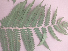 Osmundastrum cinnamomeum