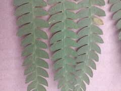 Osmundastrum cinnamomeum