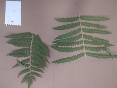 Osmundastrum cinnamomeum