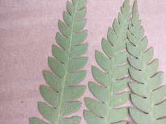 Osmundastrum cinnamomeum