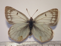 Colias tyche werdandi