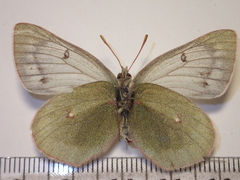 Colias tyche werdandi