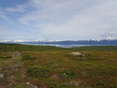 Colias tyche werdandi