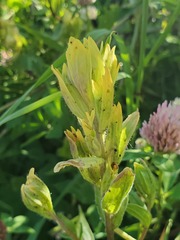 Castilleja miniata fulva
