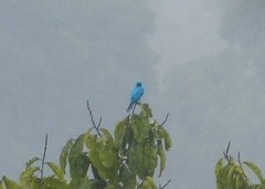 Cotinga maynana