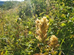 Castilleja miniata fulva