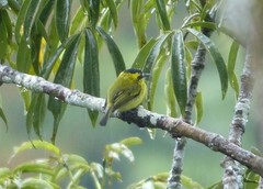 Todirostrum chrysocrotaphum