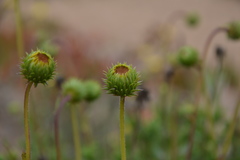 Haplopappus chrysanthemifolius
