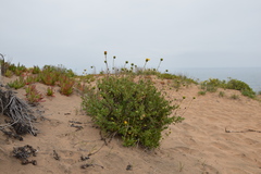 Haplopappus chrysanthemifolius