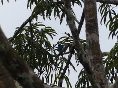 Dacnis lineata