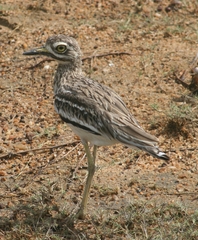Burhinus indicus