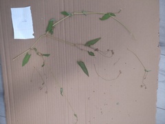 Persicaria sagittata