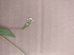 Persicaria sagittata