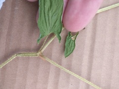 Persicaria sagittata