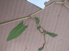 Persicaria sagittata