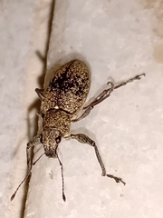 Naupactus versatilis