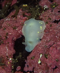 Cadlina laevis