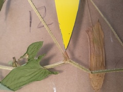 Persicaria sagittata