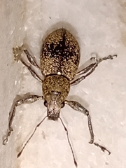 Naupactus versatilis