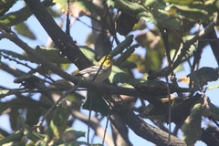 Setophaga townsendi × occidentalis