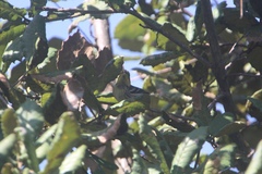 Setophaga townsendi × occidentalis