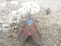 Cyanopepla fastuosa