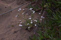 Leucheria tomentosa