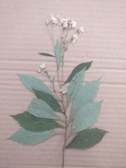 Oclemena acuminata