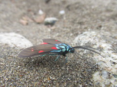 Cyanopepla fastuosa