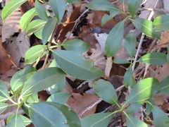 Diaporthe kalmiae