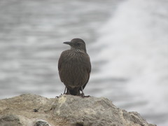 Cinclodes taczanowskii