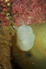 Cadlina laevis