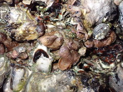 Cnemidocarpa bicornuta