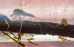 Oligoneuriidae