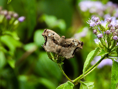 Quadrus lugubris lugubris