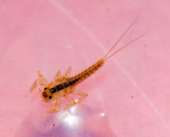 Oligoneuriidae