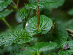 Peperomia pachystachya