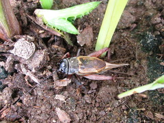 Gryllus assimilis
