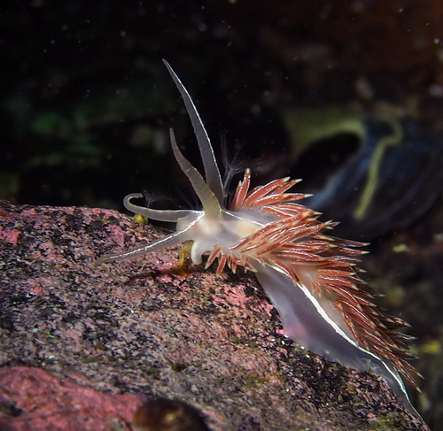 Coryphella chriskaugei