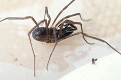 Oskoron spinosus