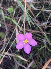 Sabatia grandiflora