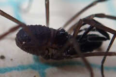 Oskoron spinosus