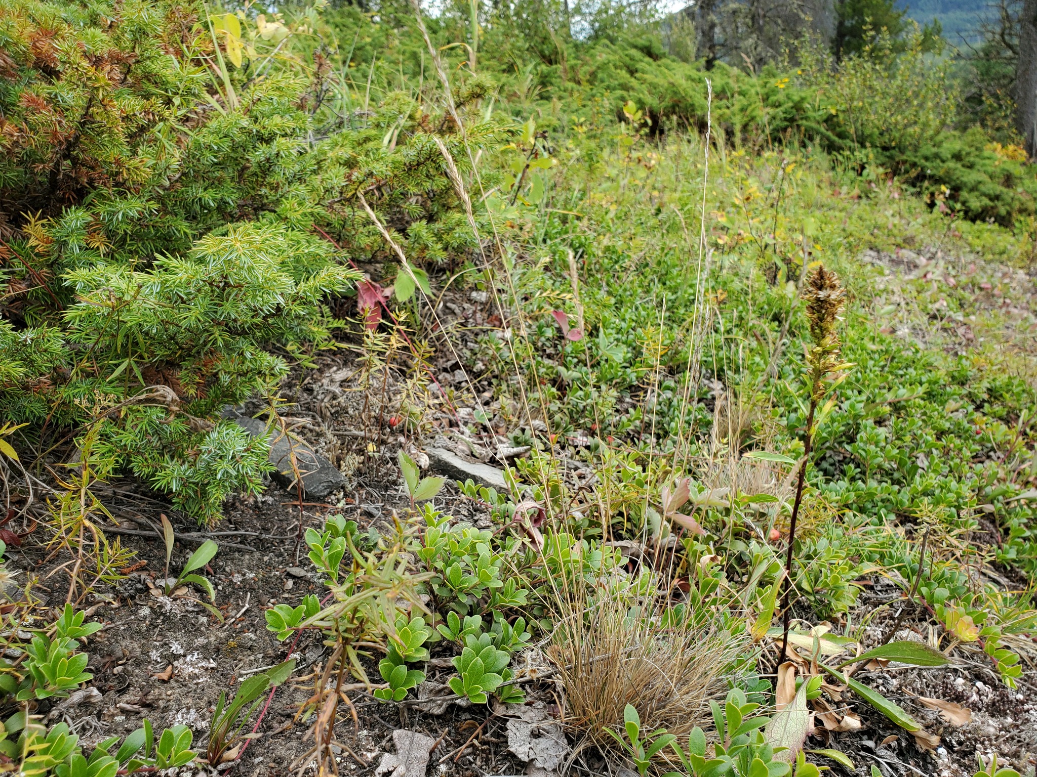 Festuca saximontana var. saximontana