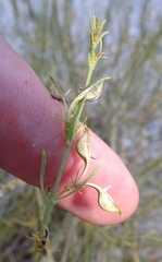 Carlowrightia linearifolia